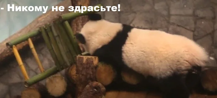 Post #12124754 - Picture with text, Panda, Humor, Resentment