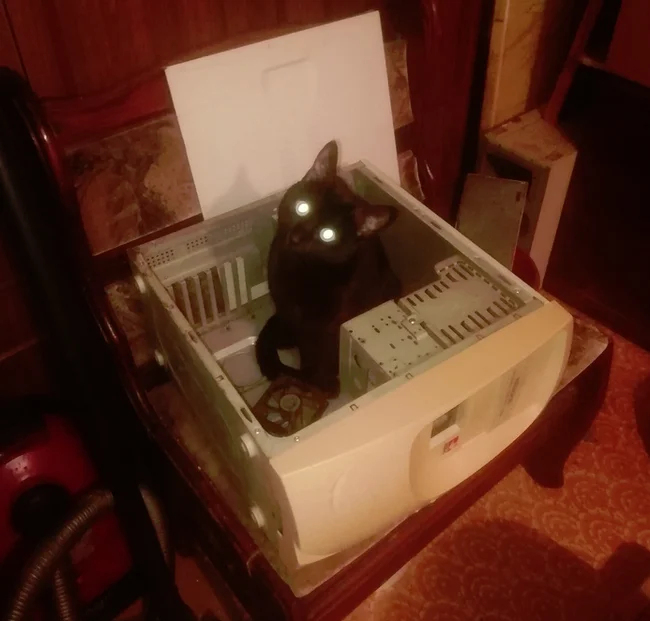 Post #12124990 - My, cat, Computer, Box, Pets, The photo