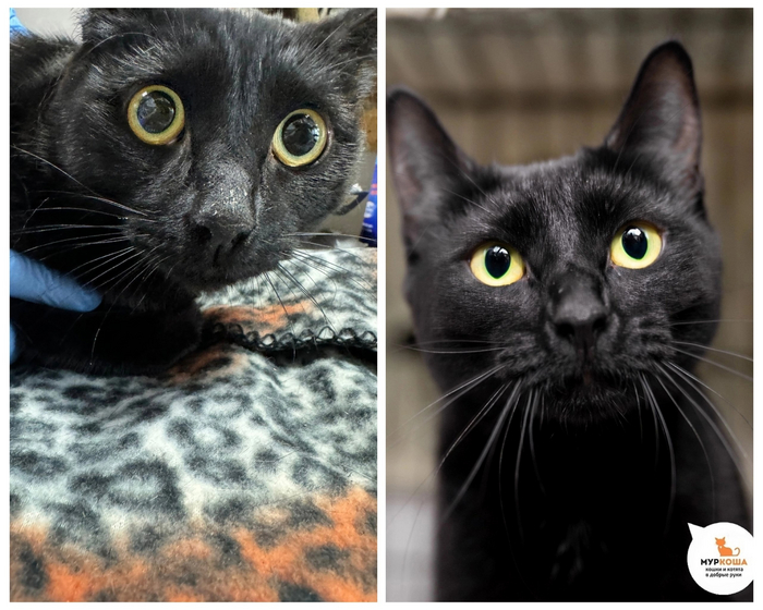 <a href="https://pikabu.ru/story/chudesnyie_preobrazheniya_kotikov_priyuta_12129195?u=https%3A%2F%2Fmurkosha.ru%2Flaskovie-koshki-i-kotyata%2Fvasyunya&t=%D0%92%D0%B0%D1%81%D1%8E%D0%BD%D1%8E&h=a8249f82039f5da1cc3fd1a0f3bc5d38eaf09c42" title="https://murkosha.ru/laskovie-koshki-i-kotyata/vasyunya" target="_blank" rel="nofollow noopener">Васюню</a> отдали в приют. Кошечке 1 год. Посмотрите на эти испуганные глаза в день поступления и на это элегантную пушистую мордочку после!