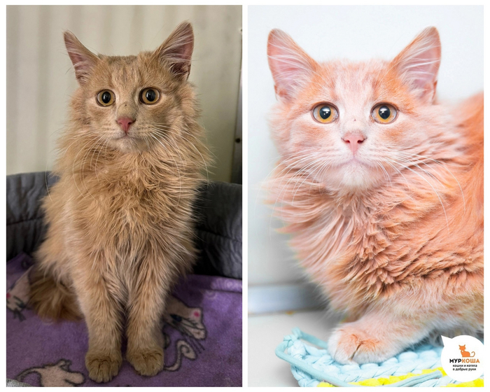 <a href="https://pikabu.ru/story/chudesnyie_preobrazheniya_kotikov_priyuta_12129195?u=https%3A%2F%2Fmurkosha.ru%2Fkotyata%2Fpich&t=%D0%9F%D0%B8%D1%87&h=8dd009704e491731142d41f8507eaba92ba28b5e" title="https://murkosha.ru/kotyata/pich" target="_blank" rel="nofollow noopener">Пич</a> преобразился в яркого пушистика, который готов приносить счастье и радость в дом! Котенку 6 месяцев