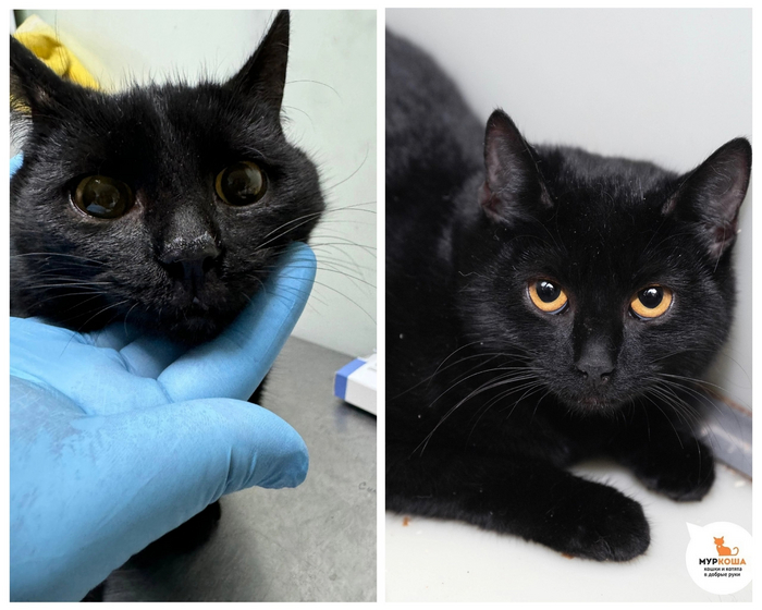 Котенка <a href="https://pikabu.ru/story/chudesnyie_preobrazheniya_kotikov_priyuta_12129195?u=https%3A%2F%2Fmurkosha.ru%2Fkotyata%2Fmokka&t=%D0%9C%D0%BE%D0%BA%D0%BA%D1%83&h=4d267093208b8f470493db1ee81fe9bfdfb66bf2" title="https://murkosha.ru/kotyata/mokka" target="_blank" rel="nofollow noopener">Мокку</a> нашли на улице. Малышка была напугана, и нам остается только гадать, что она пережила. И посмотрите на преображение чудесной кошечки! Стала настоящей маленькой пантерой!