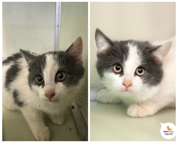 Малыш <a href="https://pikabu.ru/story/chudesnyie_preobrazheniya_kotikov_priyuta_12129195?u=https%3A%2F%2Fmurkosha.ru%2Fkotyata%2Froni&t=%D0%A0%D0%BE%D0%BD%D0%B8&h=f89c06684536c81c8e143dfe270e2e600d5a594d" title="https://murkosha.ru/kotyata/roni" target="_blank" rel="nofollow noopener">Рони</a> был найден на улице. Котенка обогрели, накормили и дали заботу, которой он не знал, будучи уличным. Посмотрите, каким пушистым комочком счастья он стал!