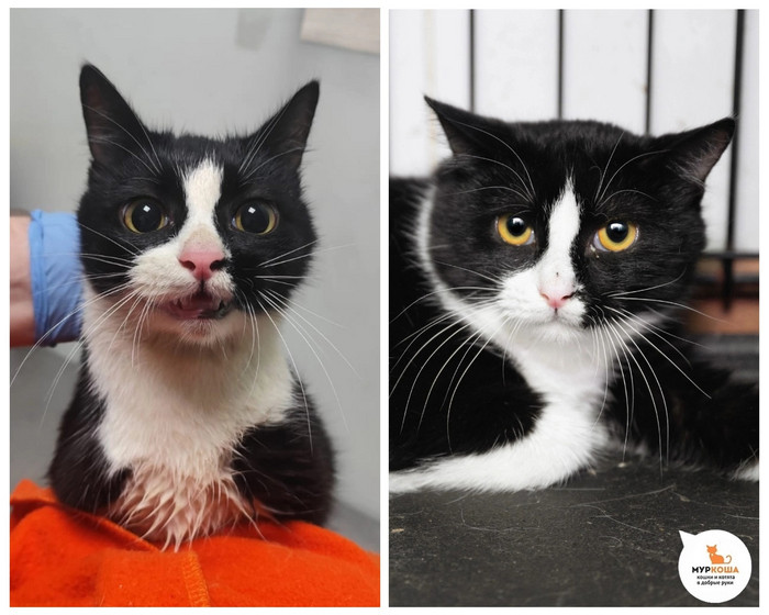 <a href="https://pikabu.ru/story/chudesnyie_preobrazheniya_kotikov_priyuta_12129195?u=https%3A%2F%2Fmurkosha.ru%2Fkotyata%2Fmateo&t=%D0%9C%D0%B0%D1%82%D1%8D%D0%BE&h=30e5f3a2f0adadffb03671289793ee765f2dbbb8" title="https://murkosha.ru/kotyata/mateo" target="_blank" rel="nofollow noopener">Матэо</a> родился и жил в подвале вместе со своим братиком Сантино. Прибыв к нам, он не доверял людям и боялся каждого шороха. И каким полосатым восхитительным котиком он стал после пребывания в приюте