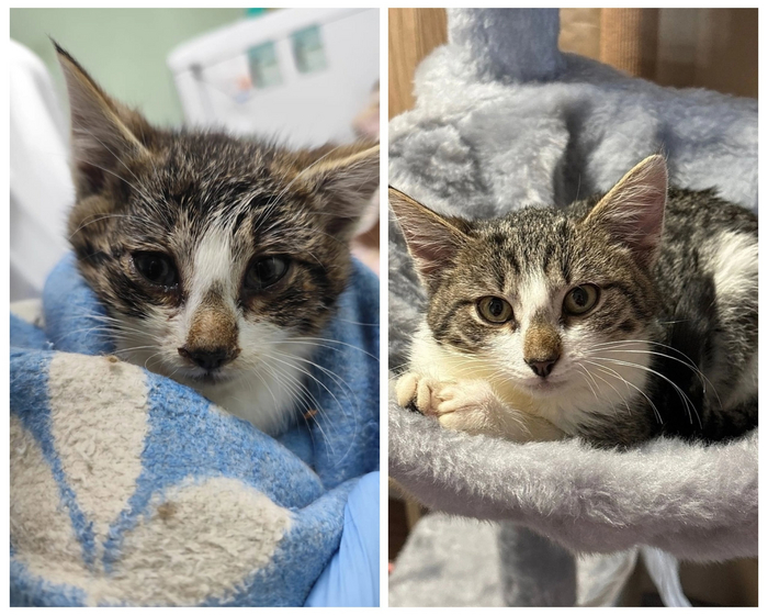 Такэ, также выпускник нашего приюта. Его преображение среди любви и домашнего уюта воодушевляет нас и дальше продолжать делать то, что мы делаем в Муркоше: искать пушистикам дома и любящих хозяев!