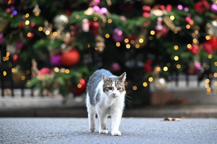 I've seen better - cat, Larry, Great Britain, Christmas tree, Residence, London, Downing Street, The photo, Telegram (link)