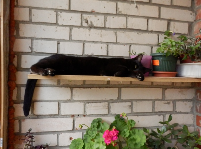 мой балкон летом 2019))