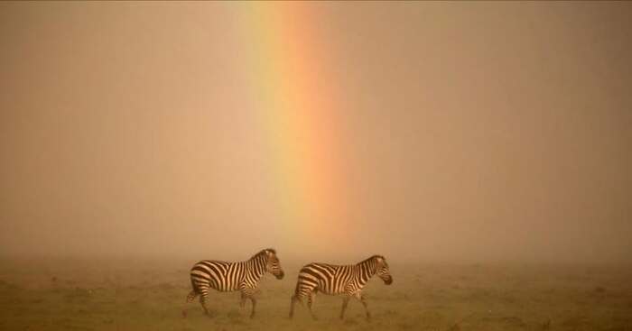 Post #12130025 - zebra, Artiodactyls, Wild animals, wildlife, Reserves and sanctuaries, Africa, Rainbow, The photo