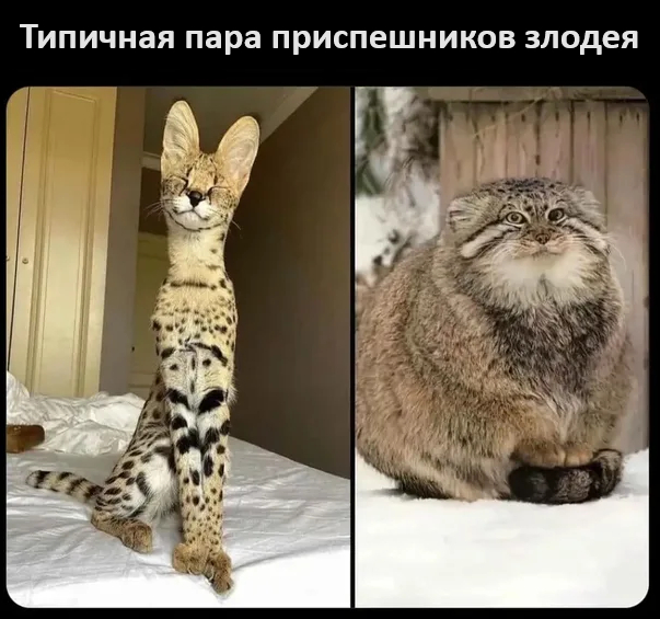    ,   , , , , , Telegram ()
