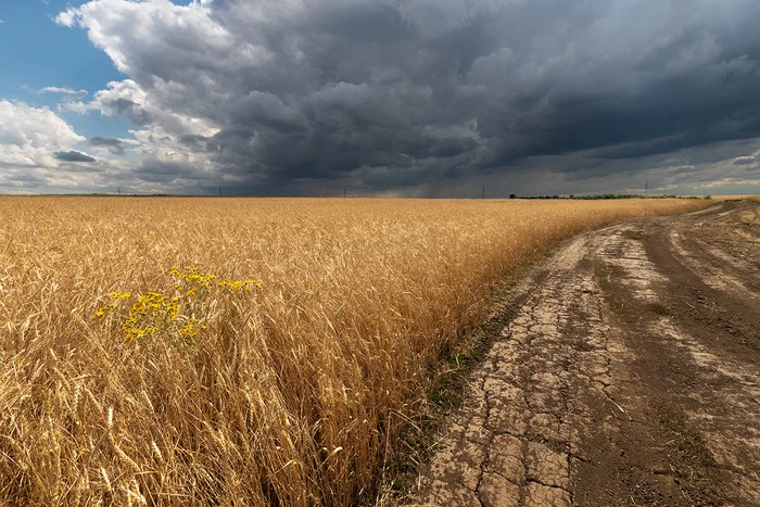 Post #12126573 - My, Field, Thunderstorm, Landscape, Steppe, Rostov region