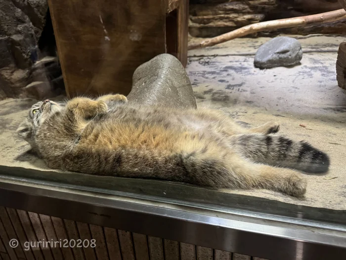 Post #12127182 - Wild animals, Zoo, Predatory animals, Cat family, Pallas' cat, Small cats