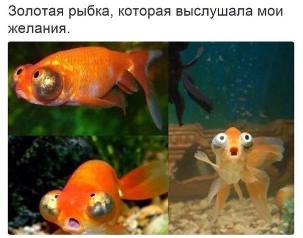    ... , Telegram (), ,   ,  , , 