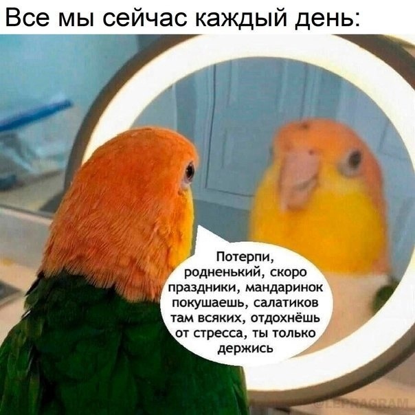 Post #12127589 - Humor, Picture with text, A parrot, New Year