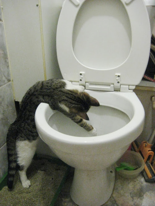 �����, ������� �����������