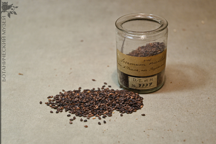    Sesamum indicum.  . . , .       .