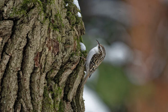 Post #12129562 - My, Photo hunting, The nature of Russia, Birds, Nature, Forest, Winter, Bird watching, Ornithology League, wildlife, Hobby