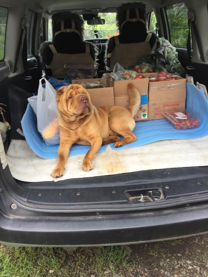 Собираемся к дочери в город, загрузили гостинцы. Приношу что-то и вижу это.