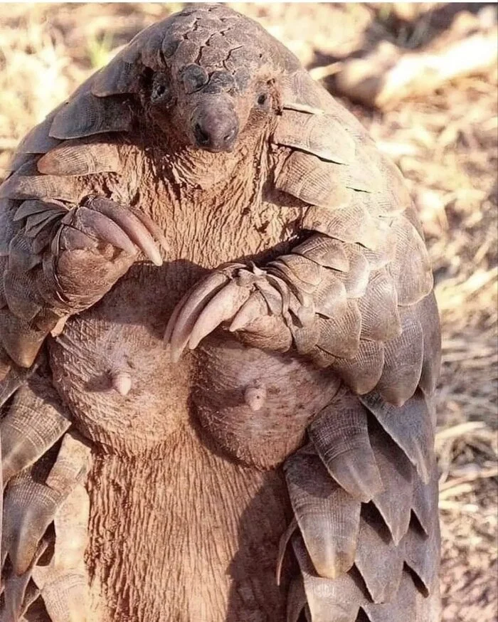 Post #12129177 - The photo, Pangolin, Ghana, Africa, Wild animals