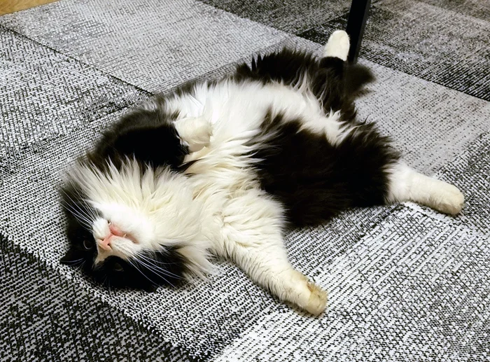 Curiosities of Johnny the Cat - My, cat, Veterinary