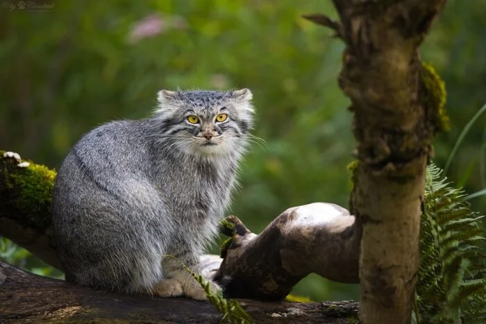 Post #12129677 - Pallas' cat, Zoo, Cat family, Predatory animals, Wild animals, Small cats, The photo