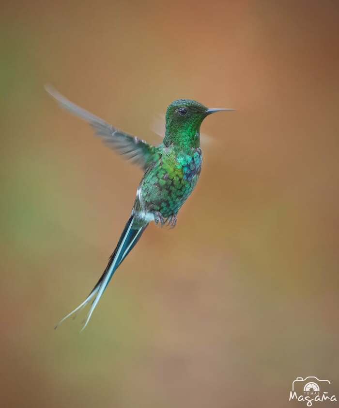 Post #12133721 - Hummingbird, Birds, Wild animals, wildlife, Central America, The photo