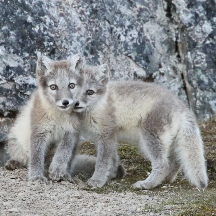 Post #12133755 - Puppies, Arctic fox, Fox, Canines, Predatory animals, Wild animals, wildlife, Spitsbergen, The photo