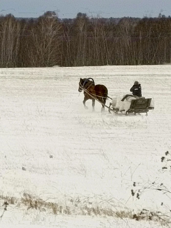 Post #12133757 - Winter, Horses