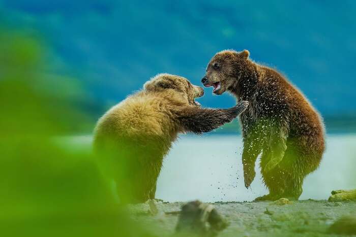 Post #12133934 - Brown bears, Teddy bears, The Bears, Predatory animals, Wild animals, wildlife, Kamchatka, The photo