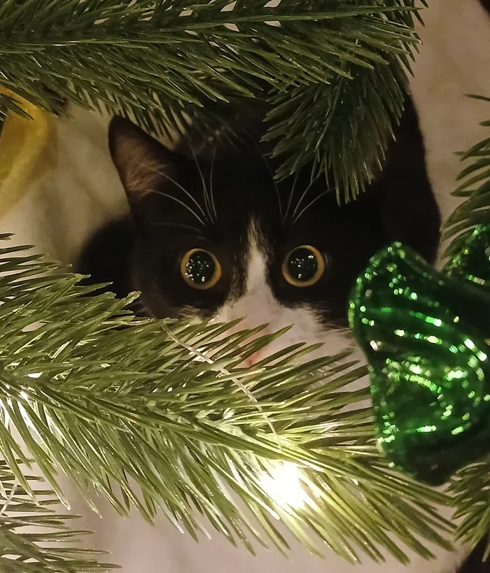 Post #12133961 - cat, Christmas tree