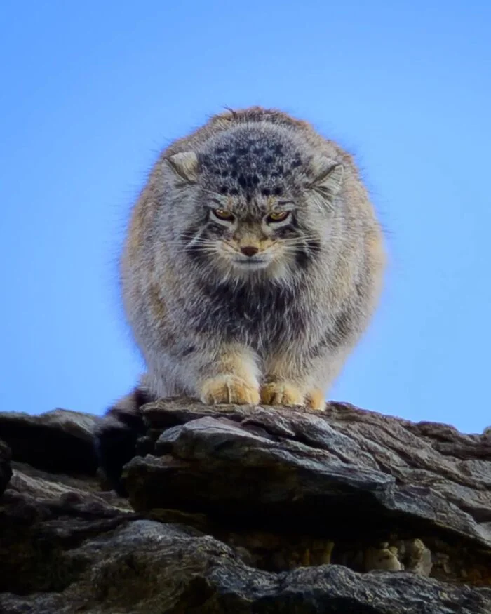 Post #12134090 - Pallas' cat, Small cats, Cat family, Predatory animals, Wild animals, wildlife, Himalayas, The photo