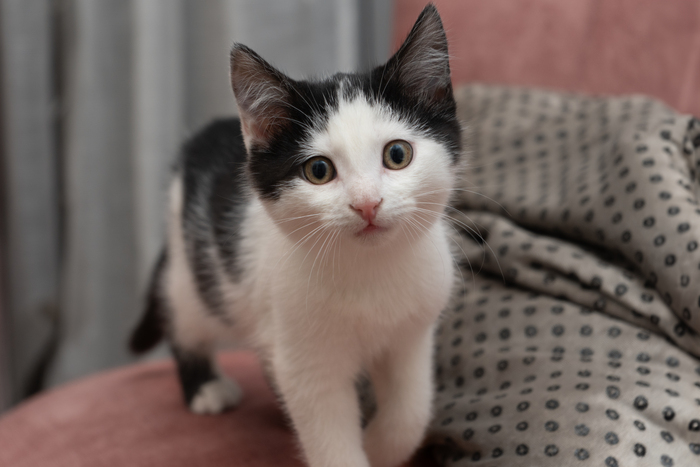 Это Зефир. Самый смелый. И активный котик. Уже знает когтеточку