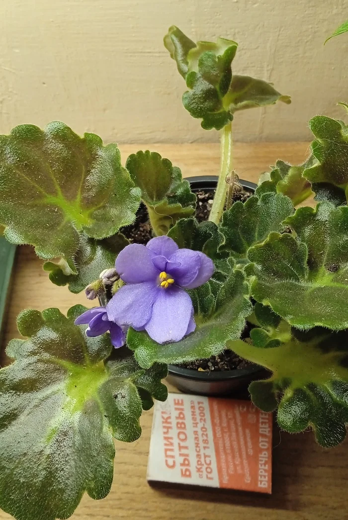 Post #12134440 - My, Violets, Houseplants, Collection, Bloom, Plants