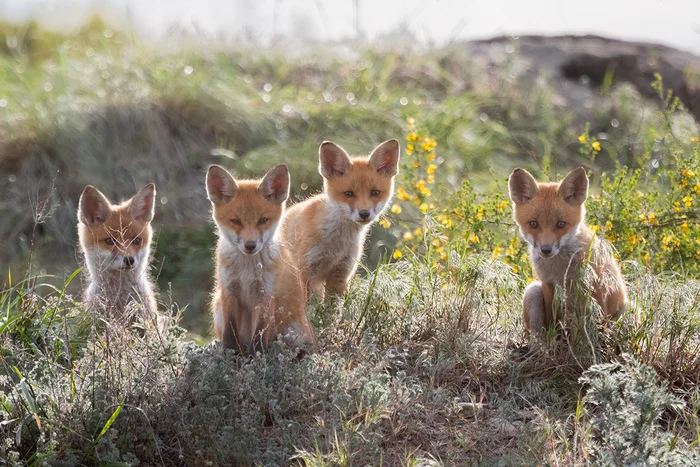 Post #12130812 - My, Fox cubs, Fox, Photo hunting, Steppe, Rostov region, Wild animals