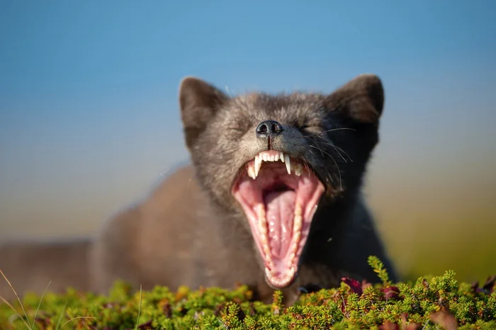 Post #12131018 - Arctic fox, Endemic, Commander Islands, Commander Nature Reserve, Island, wildlife, Rare view, Red Book, Canines, Wild animals, Longpost