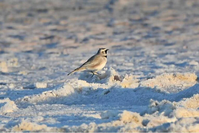 Will the Aral Sea return? - My, Rare view, Aral Sea, Aralsk, Syr Darya, Longpost