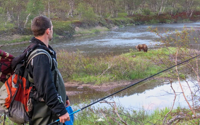 Post #12131246 - My, Murmansk, Murmansk region, Images, The Bears