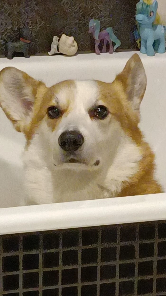 Post #12131284 - Work, Corgi, After a day, Dog