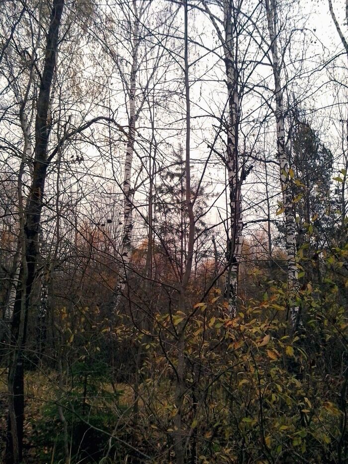 Post #12131917 - My, The photo, Forest, Autumn, wildlife, The nature of Russia