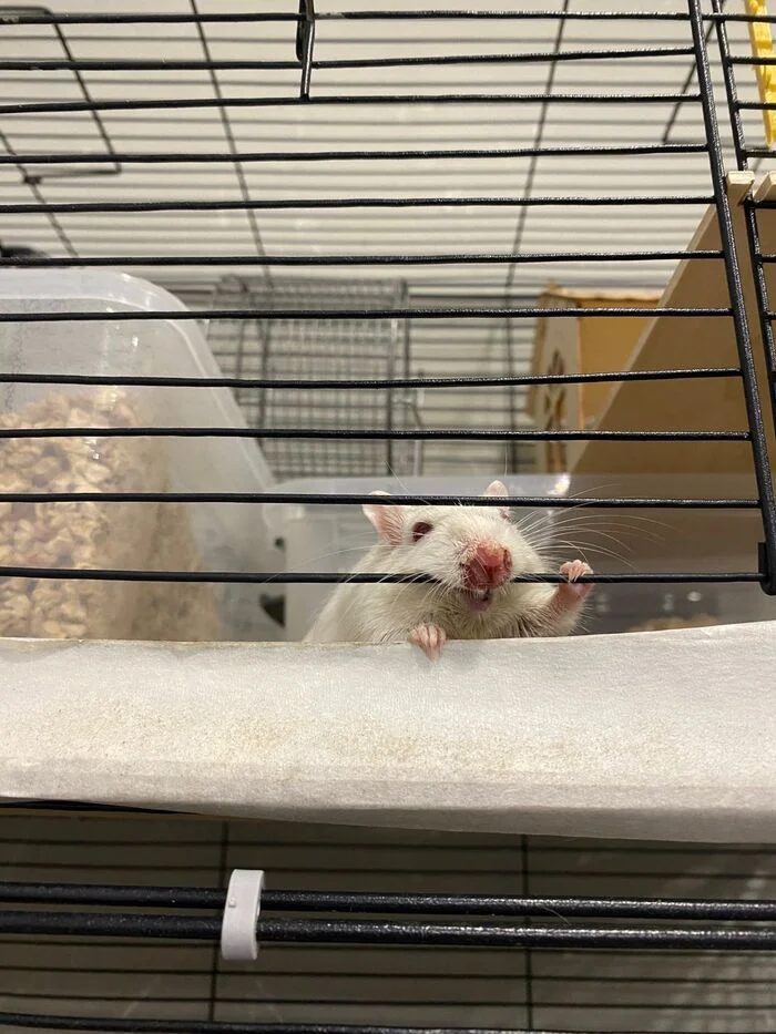 The power of Pikabu!!! - The strength of the Peekaboo, Longpost, Gerbil, Animals, My
