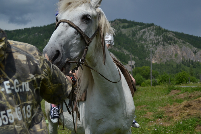 Среди прочих была школа верховой езды на вот таком красавце