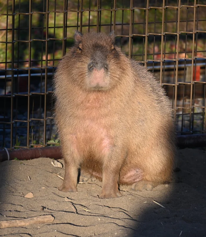 Post #12132274 - Wild animals, Zoo, Capybara, Rodents