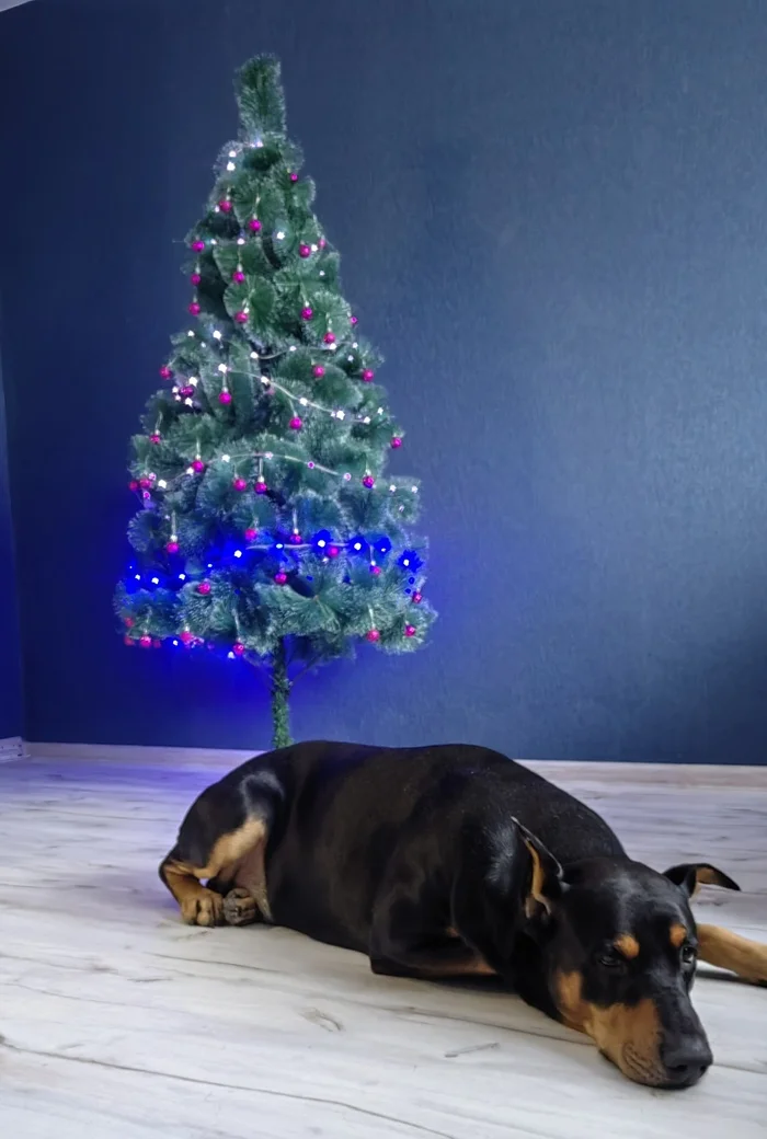 Post #12132480 - My, Dog, New Year, Christmas trees, Mood, Longpost