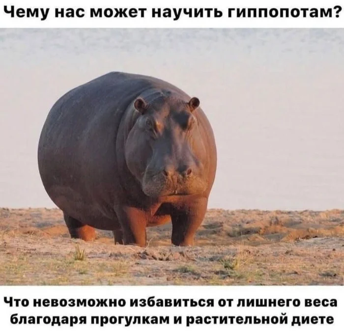 Post #12133049 - Humor, Picture with text, Telegram (link), hippopotamus, Excess weight