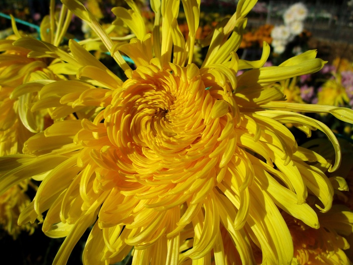 Фото Е. Подгорной.