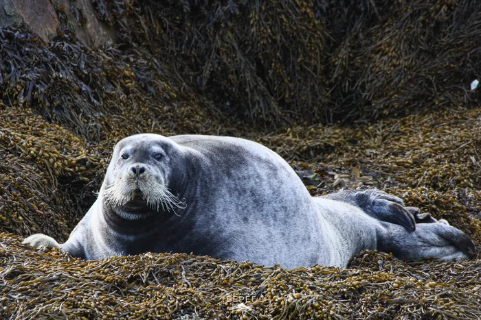 Post #12133119 - My, Murmansk, Images, Animals, Sea hare (lakhtak), Seal, Pinnipeds