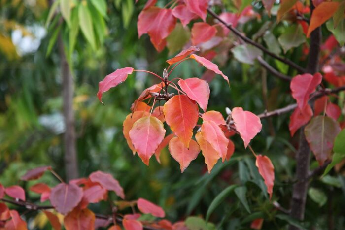    .    <!--noindex--><a href="https://pikabu.ru/story/fruktyi_grusha_ussuriyskaya_12140142?u=http%3A%2F%2Fsemena-sveta.ru&t=semena-sveta.ru&h=3ff836f34df1b8a35fdc25bf314703bb040fc1b8" title="http://semena-sveta.ru" target="_blank" rel="nofollow noopener">semena-sveta.ru</a><!--/noindex-->.