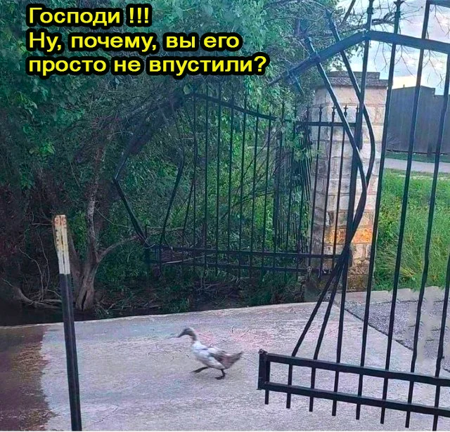 Post #12133174 - Picture with text, Humor, The photo, Irony, Гусь, Gates, Repeat