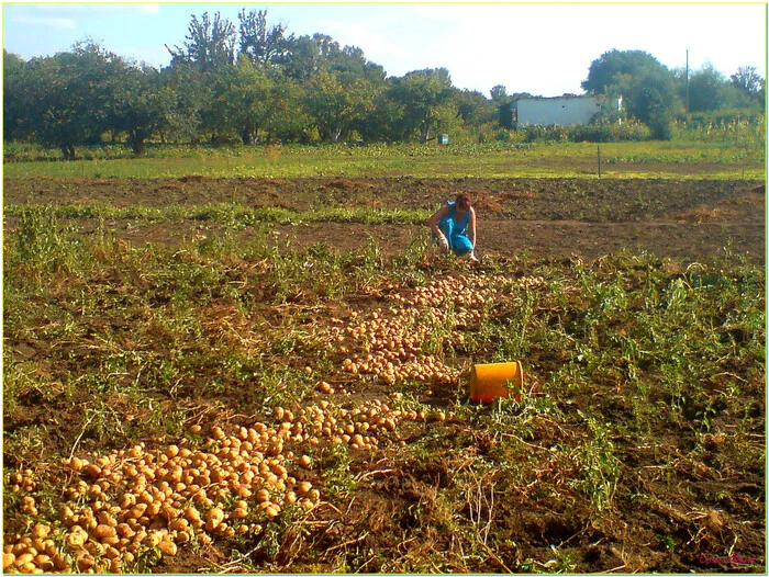 Post #12133202 - My, The photo, Summer, Garden, Potato