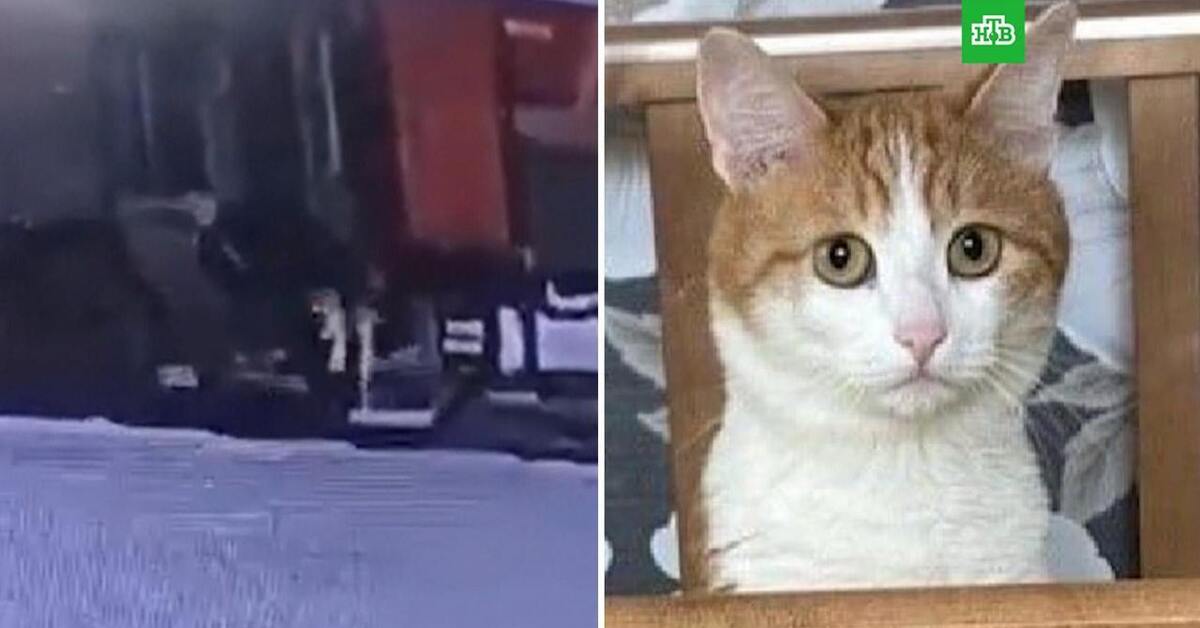 Про кота