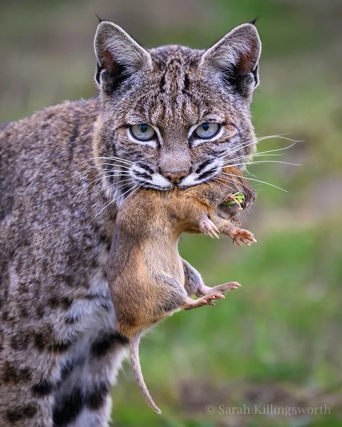 Post #12137539 - Red Lynx, Lynx, Small cats, Cat family, Predatory animals, Wild animals, wildlife, North America, Mining, The photo