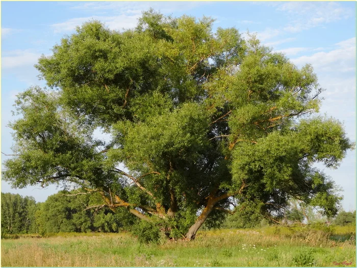 Post #12137573 - My, The photo, Nature, Summer, Landscape, Willow